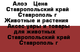 Алоэ › Цена ­ 300 - Ставропольский край, Ставрополь г. Животные и растения » Аксесcуары и товары для животных   . Ставропольский край,Ставрополь г.